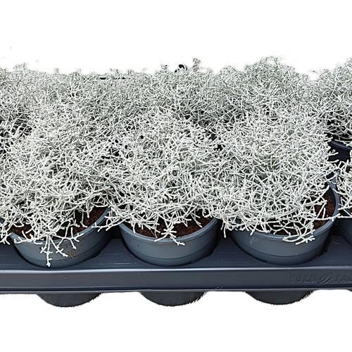 Calocephalus T12 H25