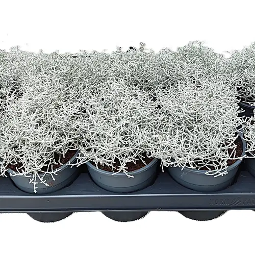 Calocephalus T12 H25