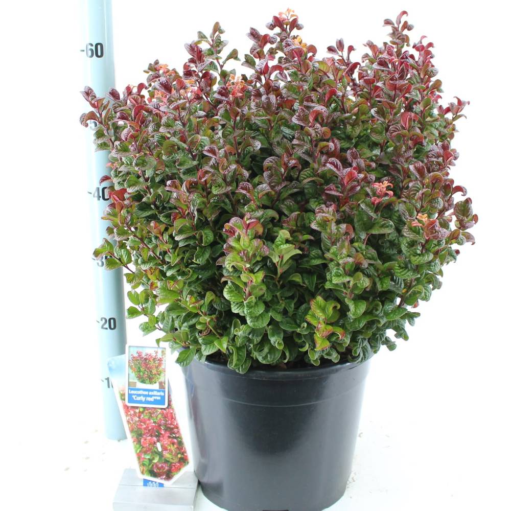 Leucothoe rot curly T32 H50