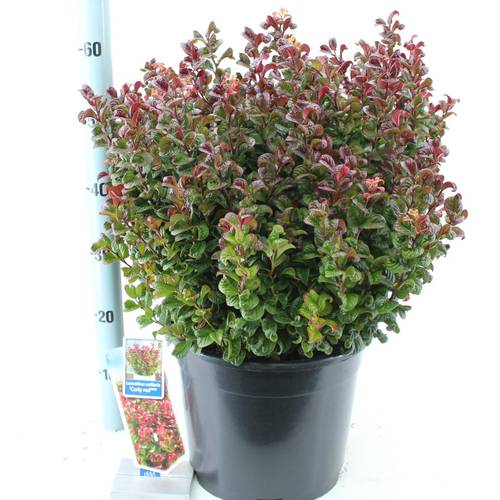 Leucothoe rot curly T32 H50