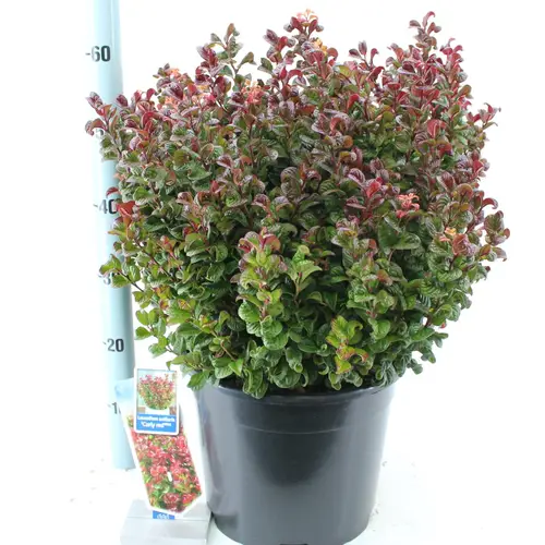 Leucothoe rot curly T32 H50
