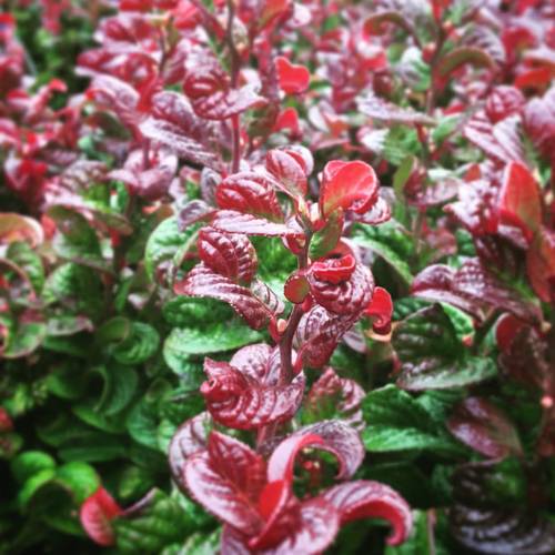 Leucothoe rot curly T32 H50