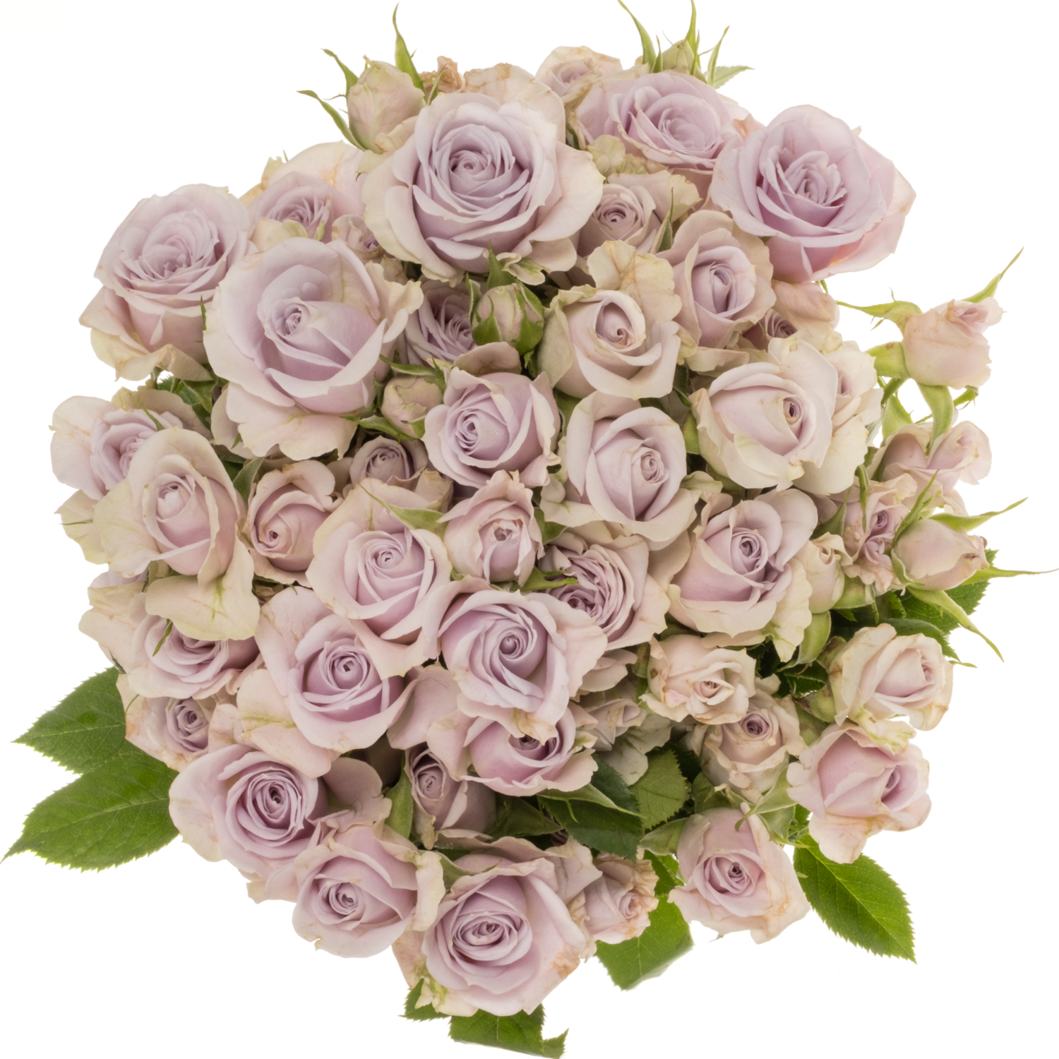 Rose verzweigt milka Silver Shadow 5+Blüte 50cm