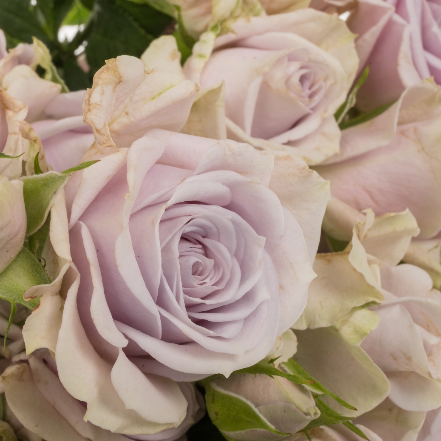 Rose verzweigt milka Silver Shadow 5+Blüte 50cm