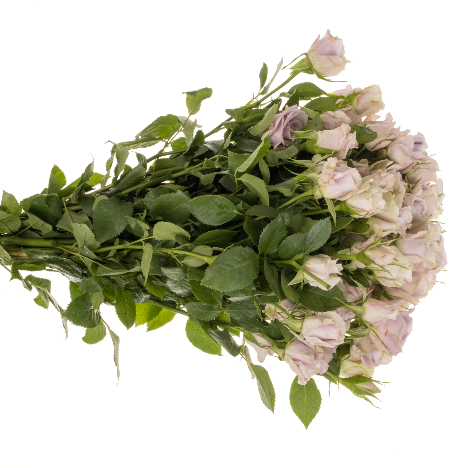 Rose verzweigt milka Silver Shadow 5+Blüte 50cm