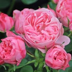 Rose rosa Freiland Candy Rokoko 40cm 6+Blüte