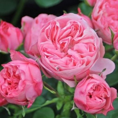 Rose rosa Freiland Candy Rokoko 40cm 6+Blüte