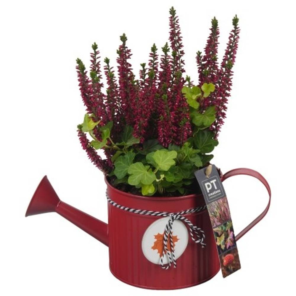 Garten.Arr PTHO4117 T12 H027