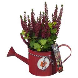 Garten.Arr PTHO4117 T12 H027