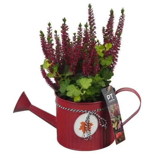 Garten.Arr PTHO4117 T12 H027