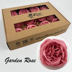 Seiden Wachs Gartenrose alt rosa