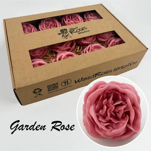 Seiden Wachs Gartenrose alt rosa