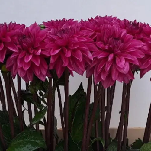 Dahlia lila Cartouche 60cm