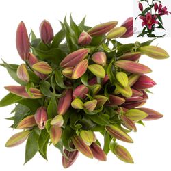 Lilie orientalisch rot Redford 5+Blüte 80cm