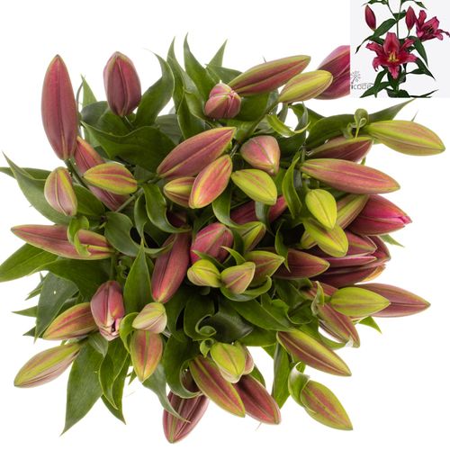 Lilie orientalisch rot Redford 5+Blüte 80cm