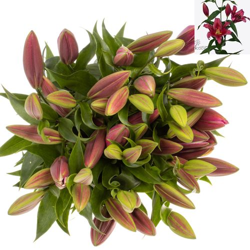 Lilie orientalisch rot Redford 5+Blüte 80cm