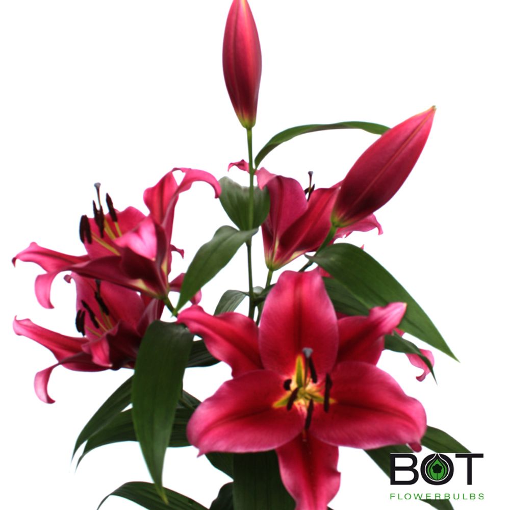 Lilie orientalisch rot Redford 5+Blüte 80cm