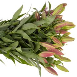 Lilie orientalisch rot Redford 5+Blüte 80cm