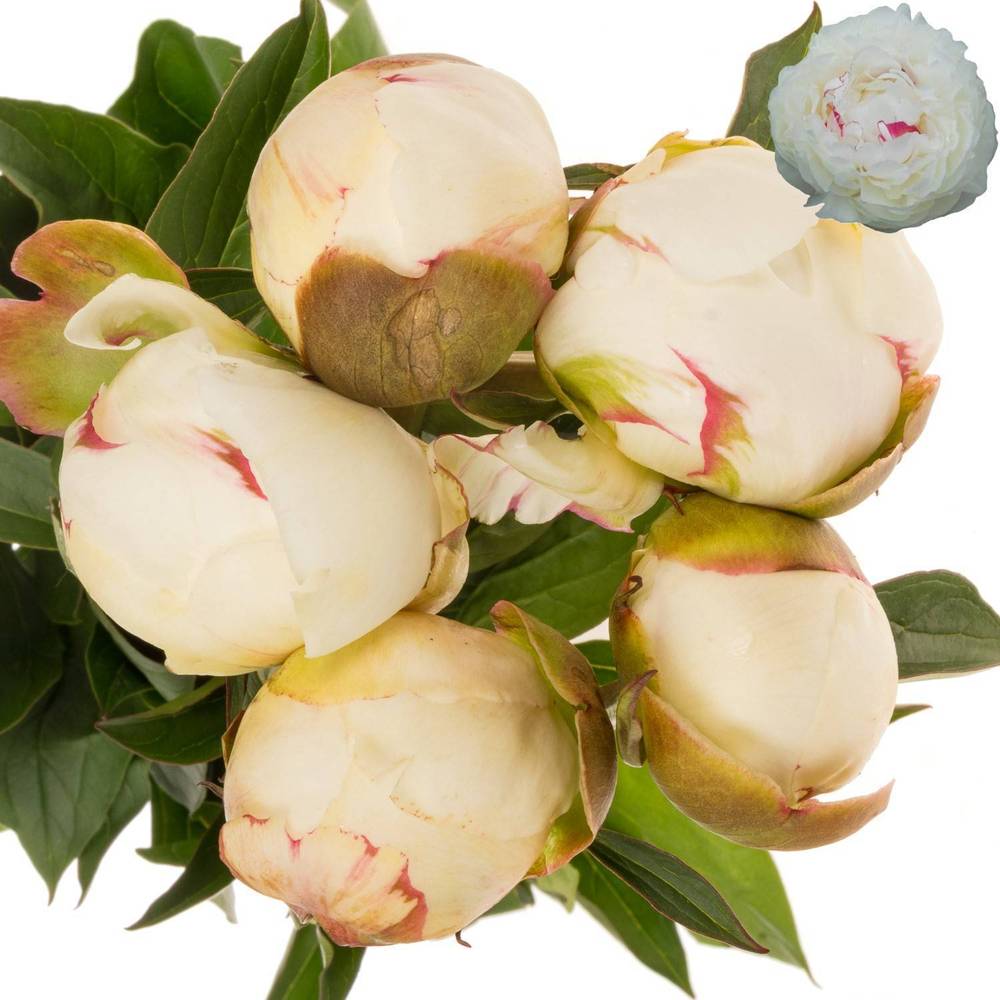 Pfingstrose creme gefüllt Mary Nichols 65cm