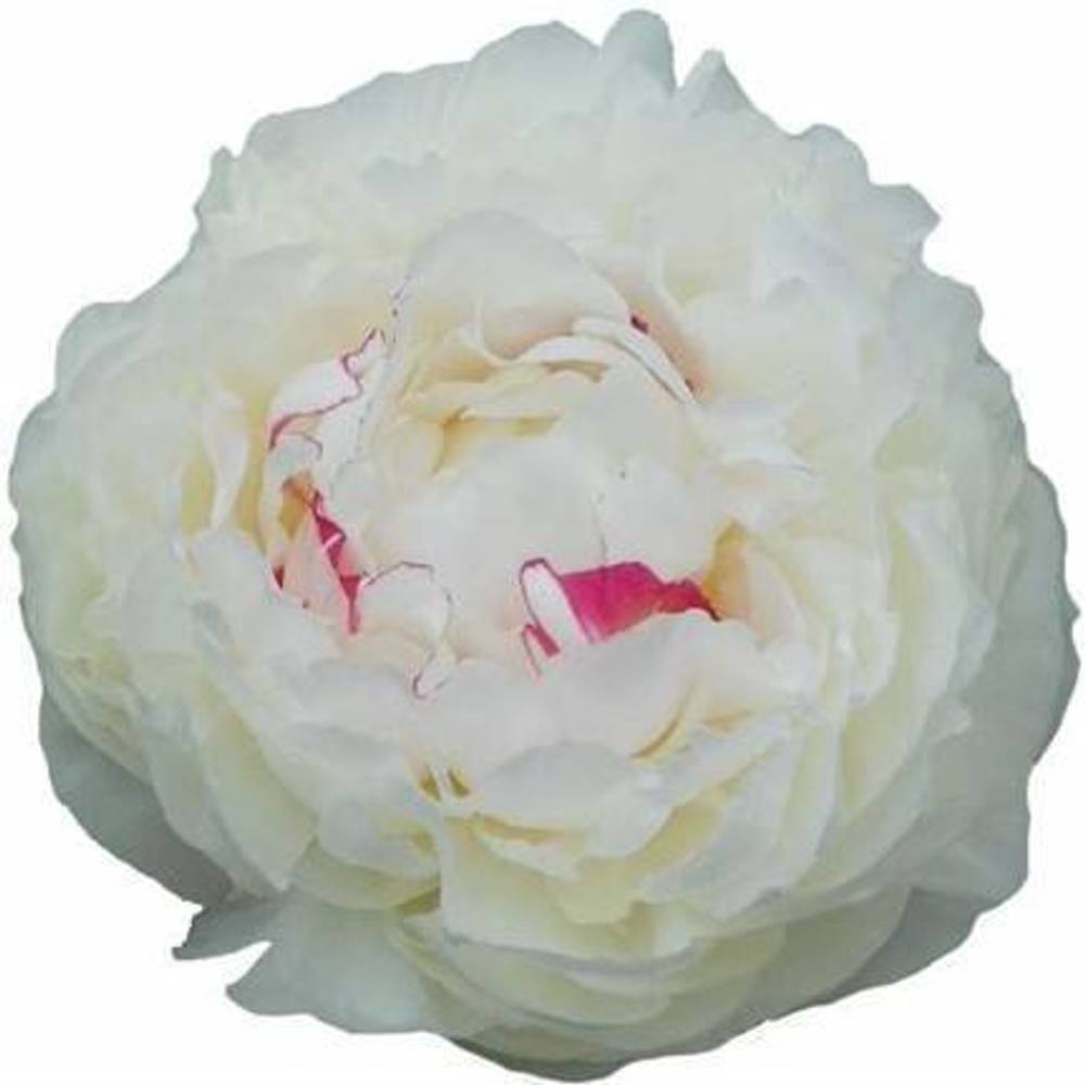 Pfingstrose creme gefüllt Mary Nichols 65cm