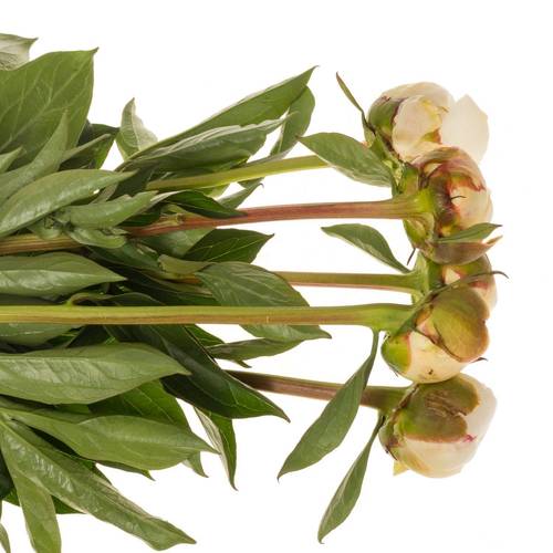 Pfingstrose creme gefüllt Mary Nichols 65cm