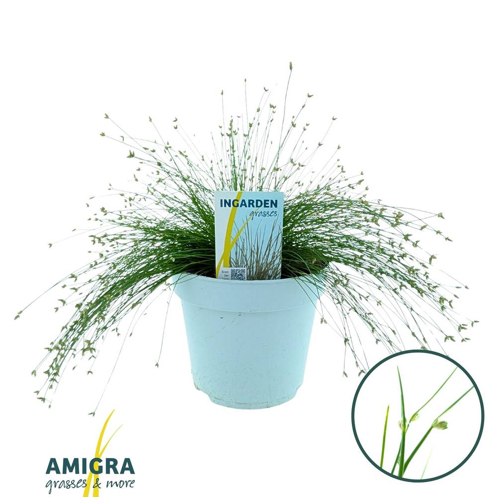 Scirpus Isolepis T17 H030