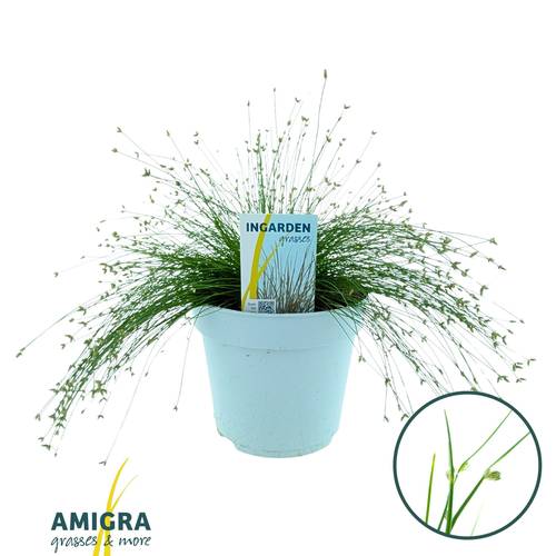 Scirpus Isolepis T17 H030