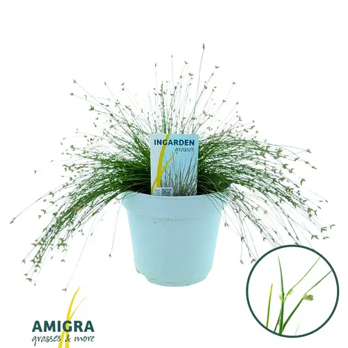 Scirpus Isolepis T17 H030