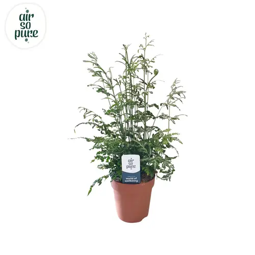 Pteris Evergemiensis Air So Pure T12 H035