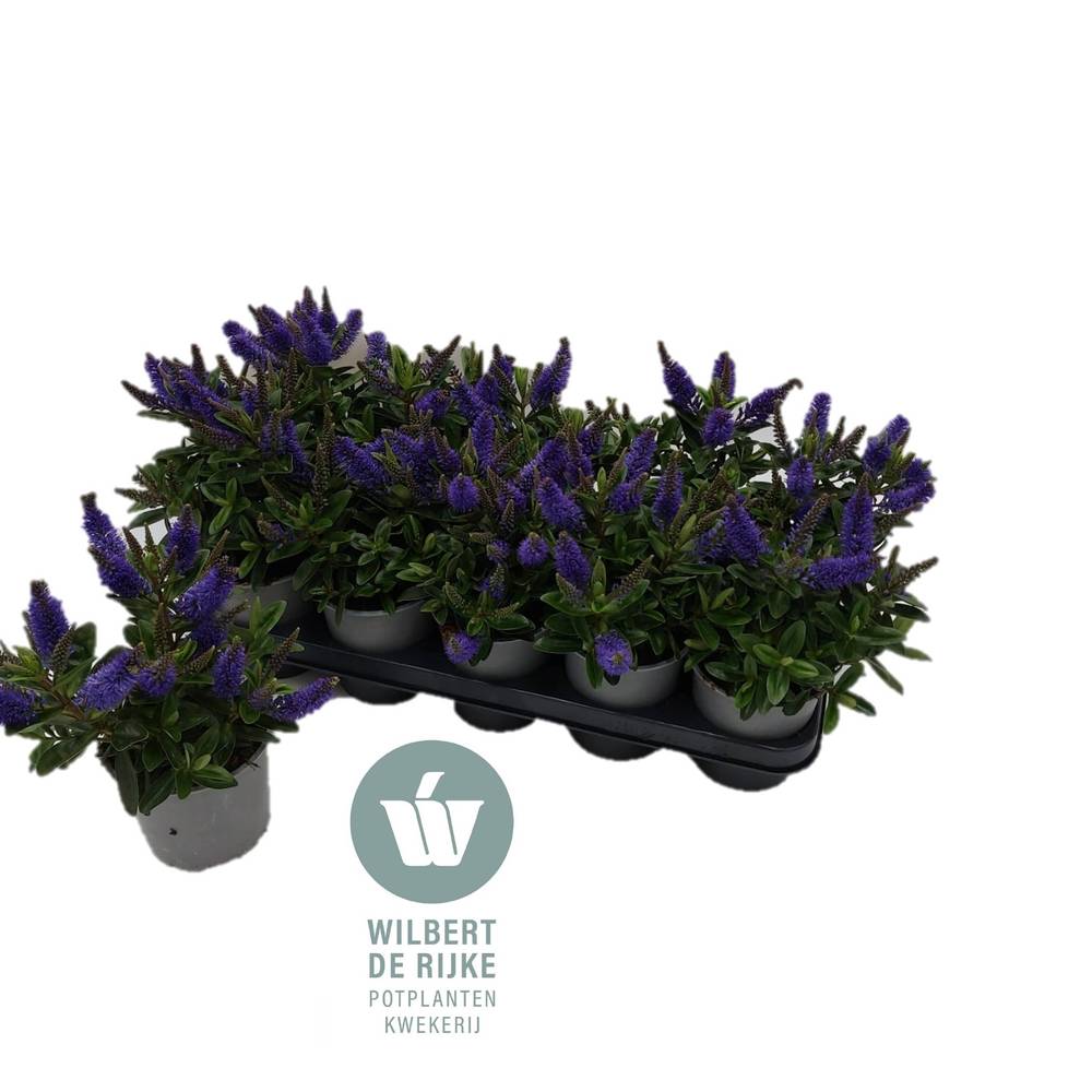Hebe blau T12 H025