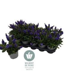 Hebe blau T12 H025