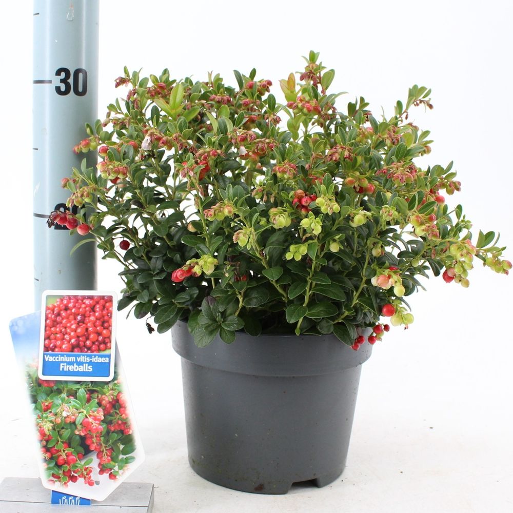 Vaccinium rot T17 H25 Fireballs