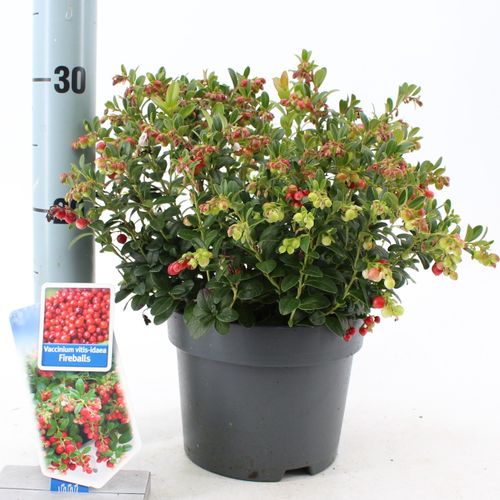 Vaccinium rot T17 H25 Fireballs