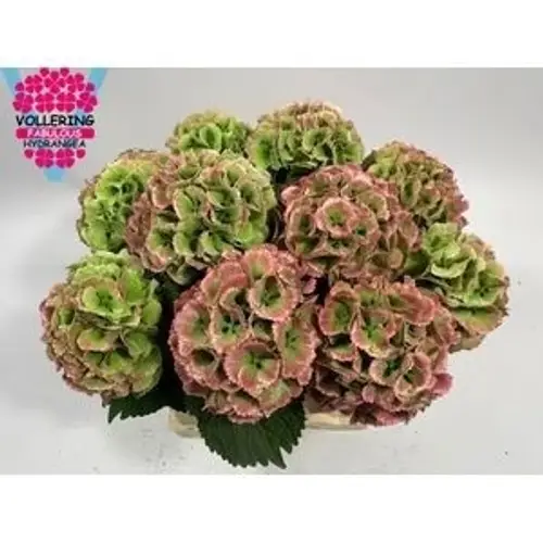 Hortensie rosa/hell grün Lolly Pop cl Bol 8cm 35cm