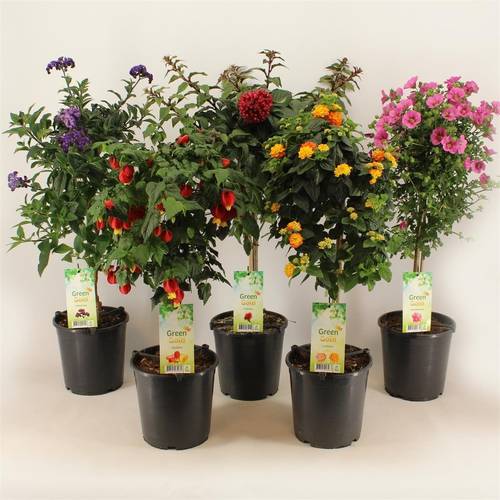 Balkon Kübel mix auf Stamm T19 H075