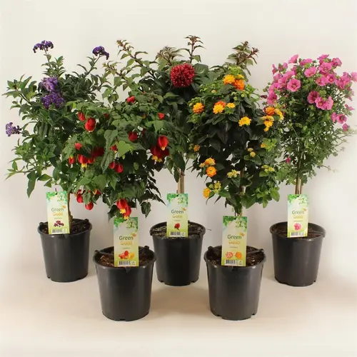 Balkon Kübel mix auf Stamm T19 H075