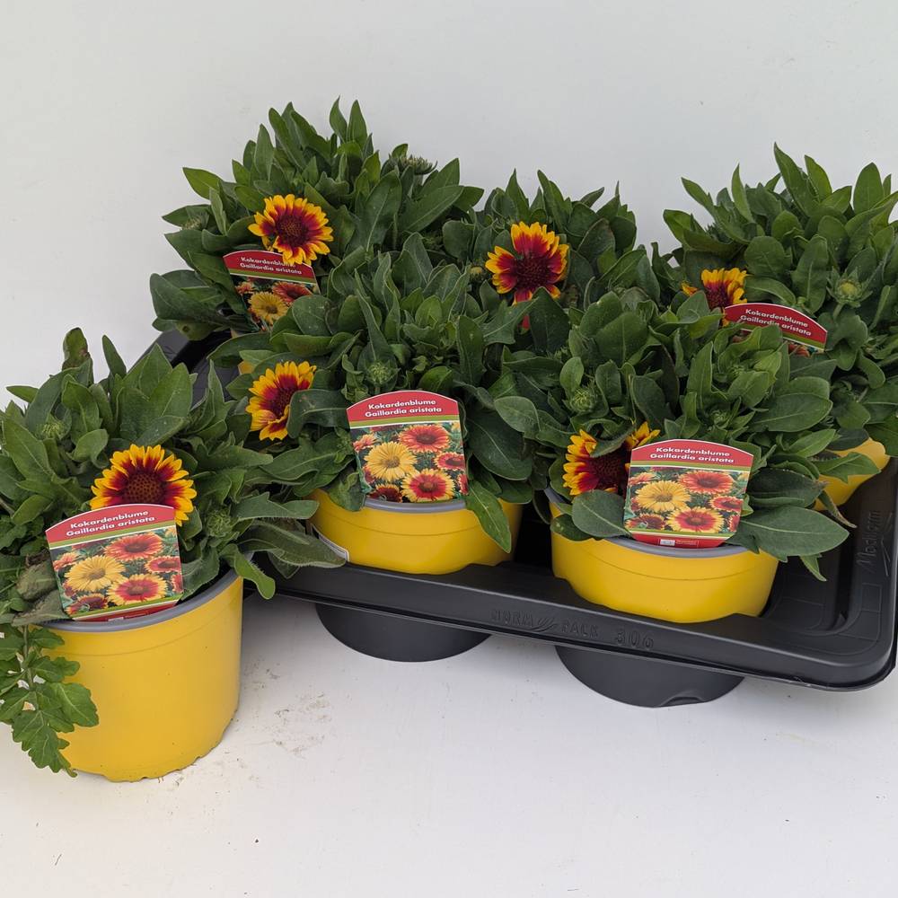 Gaillardia gelb/orange aristata T17 H030