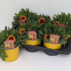 Gaillardia gelb/orange aristata T17 H030
