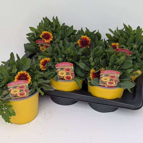 Gaillardia gelb/orange aristata T17 H030