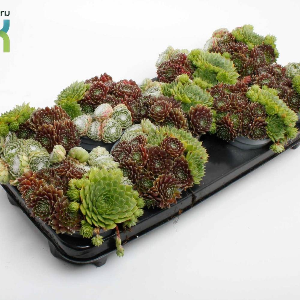 Sempervivum mix im Topf T12 H015