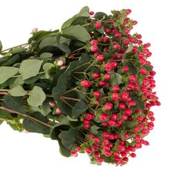 Hypericum rot verzweigt Coco Fiesta 65cm