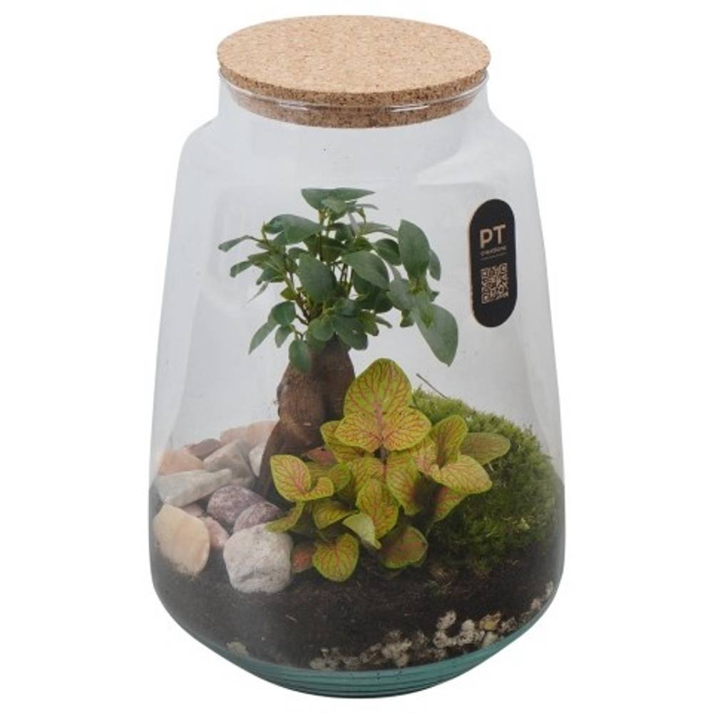 Flor.Arr PTTER8135 T21 H026