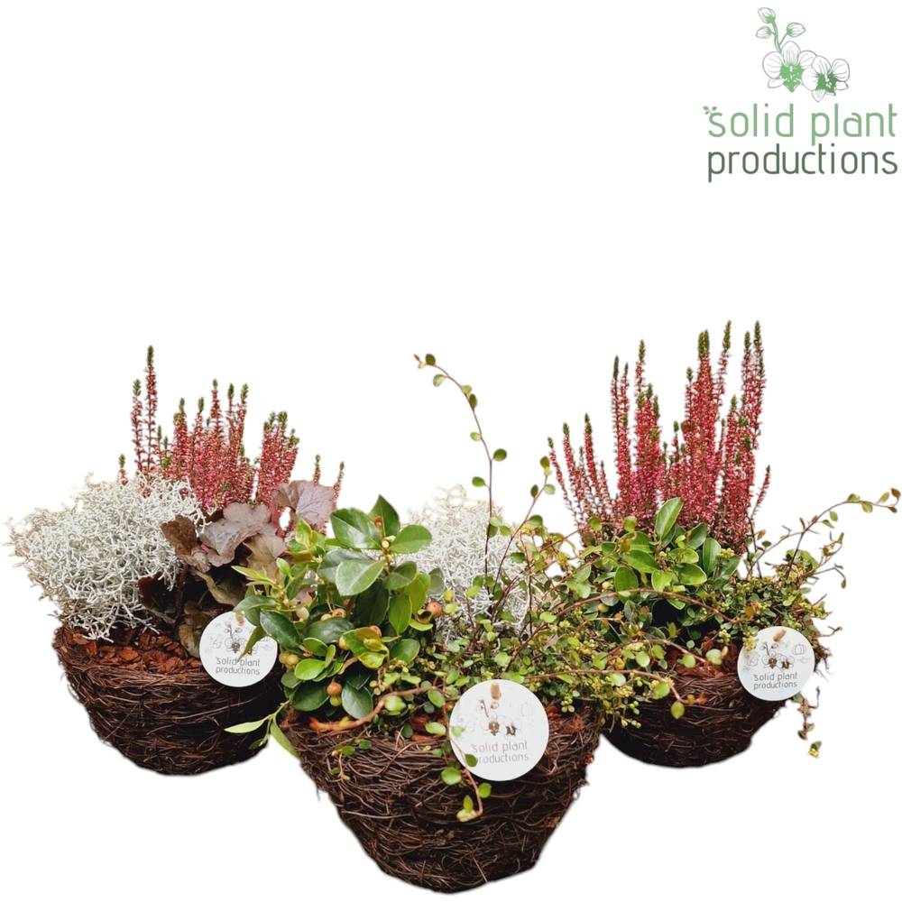 Garten.Arr mix SSS002 S Small Herbst T20 H026
