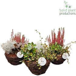Garten.Arr mix SSS002 S Small Herbst T20 H026