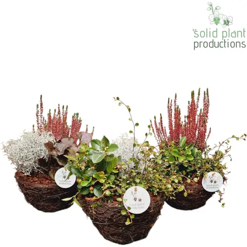 Garten.Arr mix SSS002 S Small Herbst T20 H026