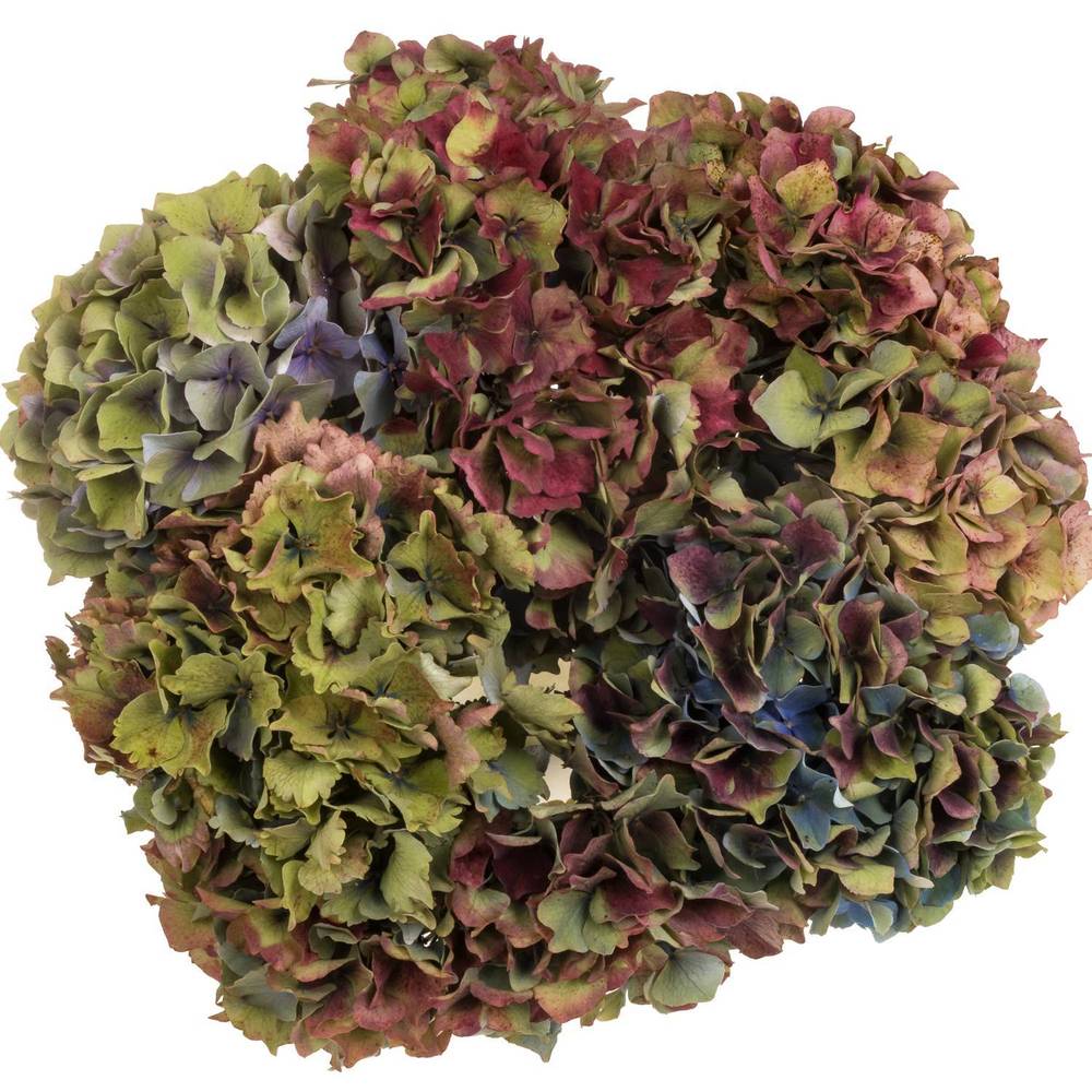 Hortensie bunt/rosa/grün Frankreich Freiland 40cm