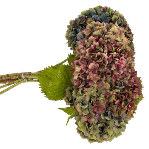 Hortensie bunt/rosa/grün Frankreich Freiland 40cm