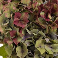 Hortensie bunt/rosa/grün Frankreich Freiland 40cm