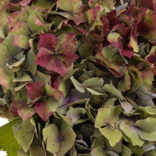 Hortensie bunt/rosa/grün Frankreich Freiland 40cm