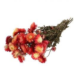 Trocken Helichrysum rot L45cm 100gr